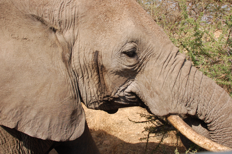 Illustration for article titled Out of Africa. Elephants